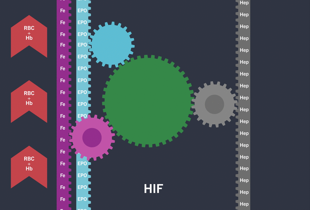 2_1_HIF mechanism_GIF_CKD